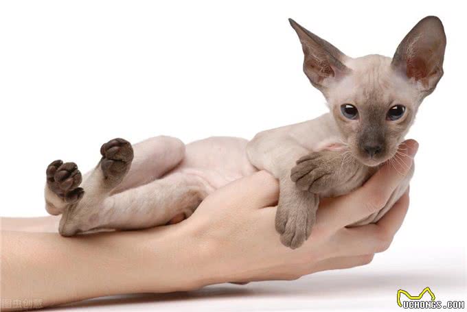 惊为天人!原来猫咪的颜值可以这么高!猫中吴彦祖你知道吗?