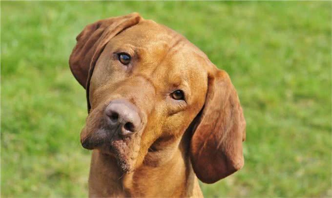 来自英格兰匈牙利维希拉猎犬夺得最受关注的最佳展赛犬称号