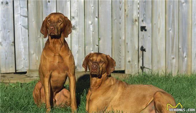来自英格兰匈牙利维希拉猎犬夺得最受关注的最佳展赛犬称号
