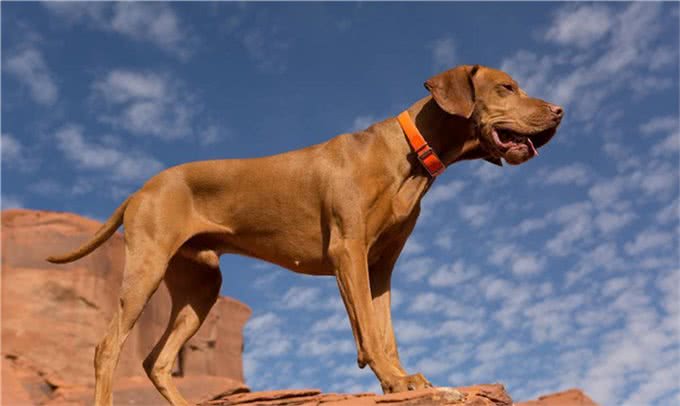 来自英格兰匈牙利维希拉猎犬夺得最受关注的最佳展赛犬称号