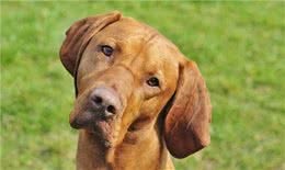 来自英格兰匈牙利维希拉猎犬夺得最受关注的最佳展赛犬称号