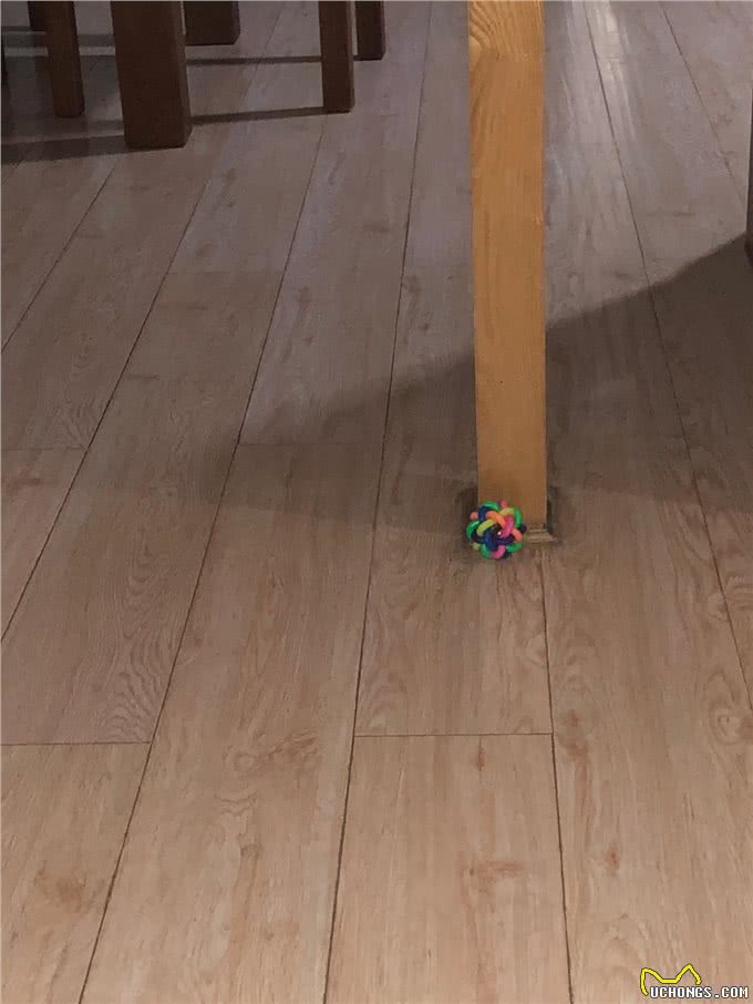 笨狗子玩玩具，漏食球