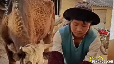 牛与狗的奇妙邂逅:小英和雨姐家的宠物奇缘