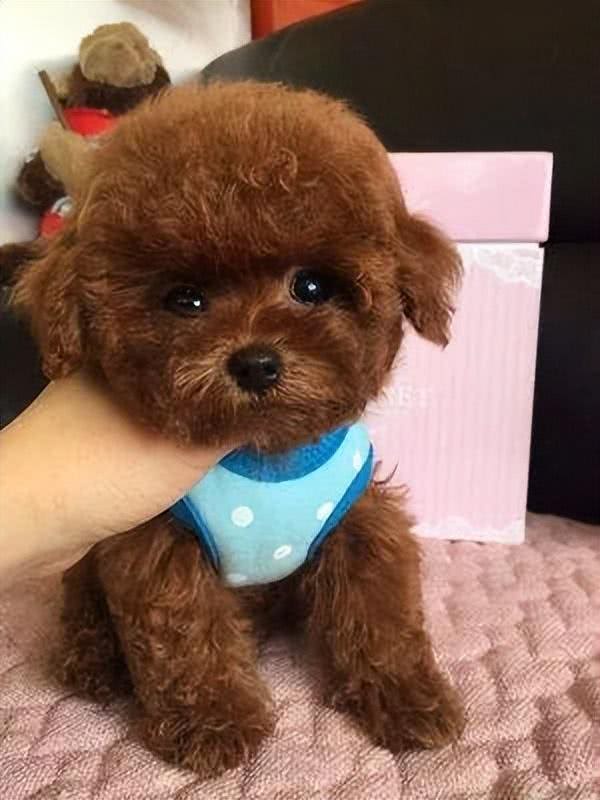 泰迪生命中的7个阶段，你能陪它走多久?