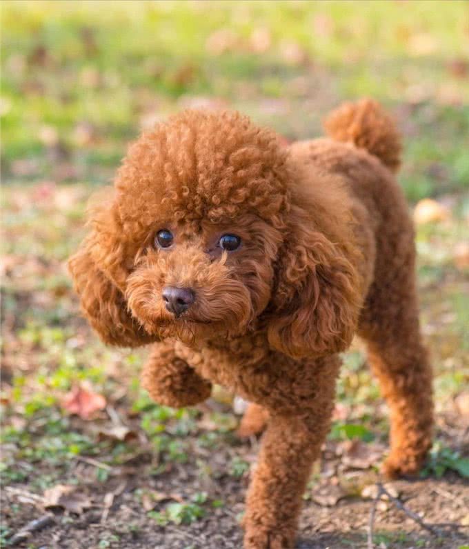 泰迪生命中的7个阶段，你能陪它走多久?