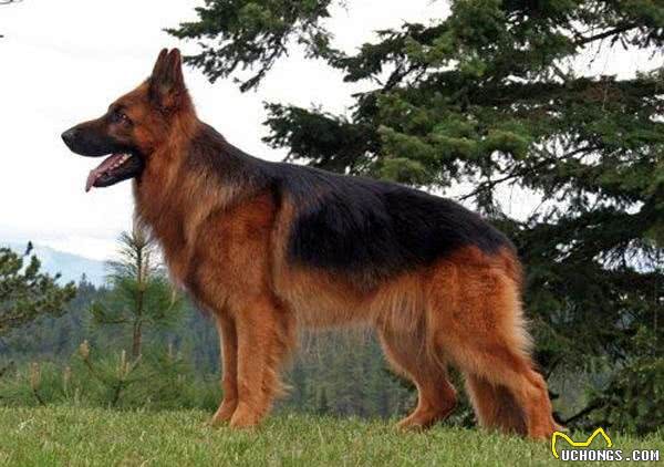 世界护卫犬排名，我国犬种名列前茅