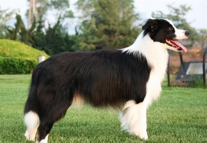 世界护卫犬排名，我国犬种名列前茅