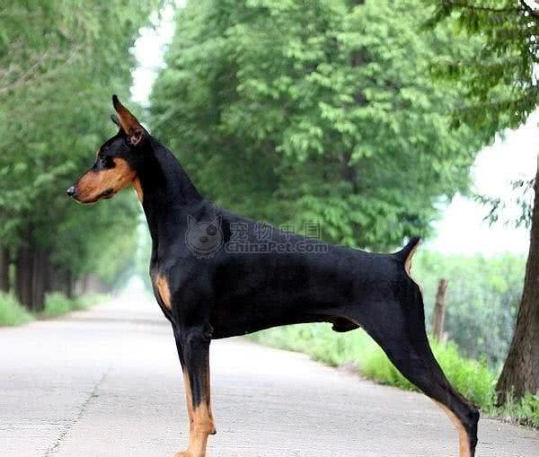 世界护卫犬排名，我国犬种名列前茅