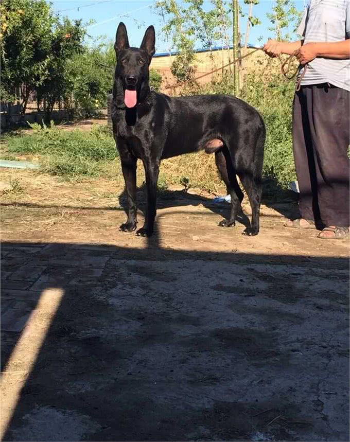 世界护卫犬排名，我国犬种名列前茅