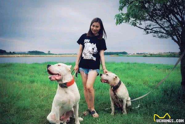 世界护卫犬排名，我国犬种名列前茅