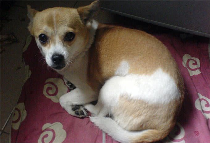 世界护卫犬排名，我国犬种名列前茅