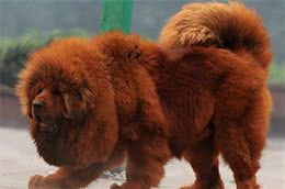 世界护卫犬排名，我国犬种名列前茅