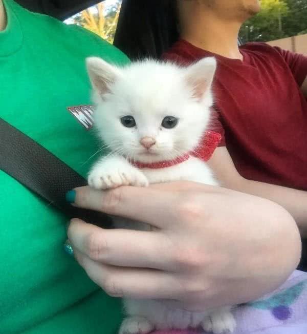黄金猎犬爱上多指症小白猫狗狗:这只喵我收编啦