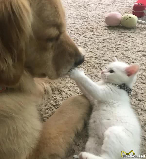 黄金猎犬爱上多指症小白猫狗狗:这只喵我收编啦