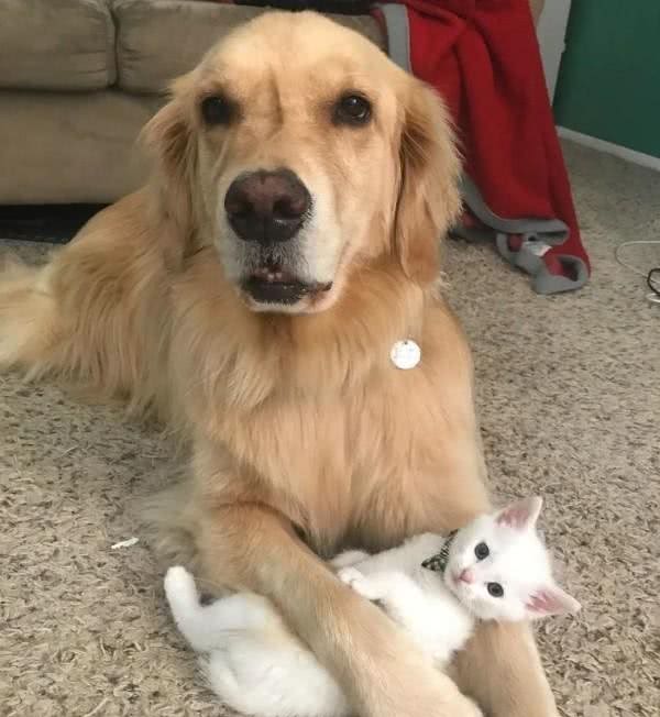 黄金猎犬爱上多指症小白猫狗狗:这只喵我收编啦