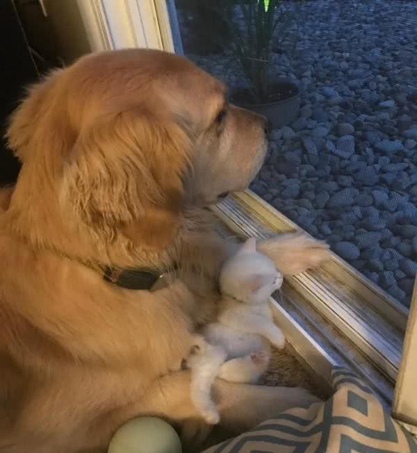 黄金猎犬爱上多指症小白猫狗狗:这只喵我收编啦