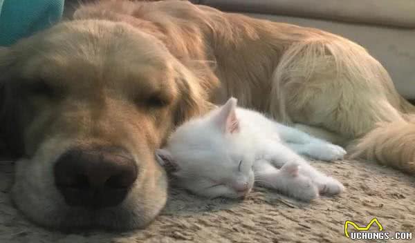 黄金猎犬爱上多指症小白猫狗狗:这只喵我收编啦