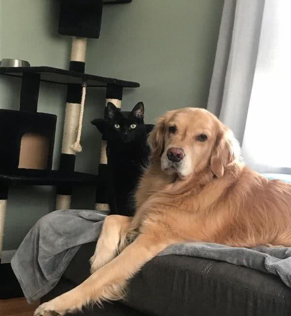 黄金猎犬爱上多指症小白猫狗狗:这只喵我收编啦