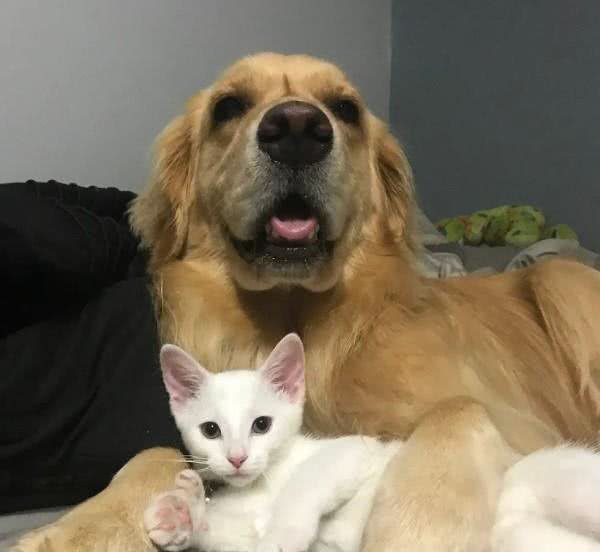 黄金猎犬爱上多指症小白猫狗狗:这只喵我收编啦