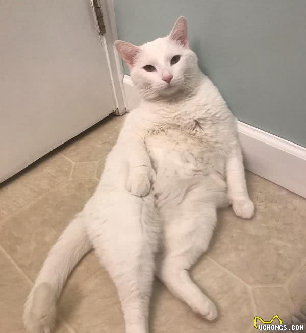 黄金猎犬爱上多指症小白猫狗狗:这只喵我收编啦