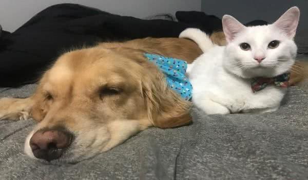 黄金猎犬爱上多指症小白猫狗狗:这只喵我收编啦