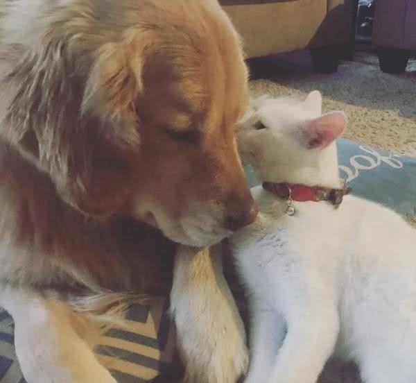 黄金猎犬爱上多指症小白猫狗狗:这只喵我收编啦