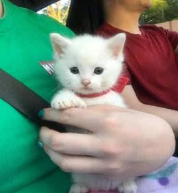 黄金猎犬爱上多指症小白猫狗狗:这只喵我收编啦