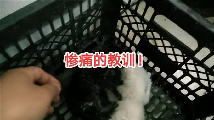 小猫干万不能失温啊—猫猫生病
