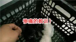 小猫干万不能失温啊—猫猫生病