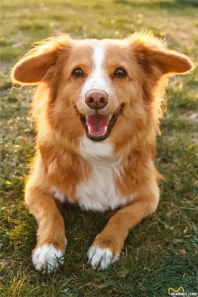 狗狗美食指南：揭秘宠物餐桌上的秘密，让你的爱犬吃得更健康!
