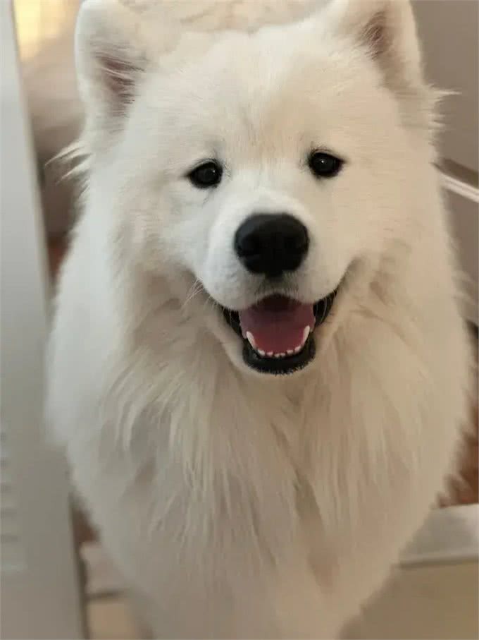 狗狗美食指南：揭秘宠物餐桌上的秘密，让你的爱犬吃得更健康!