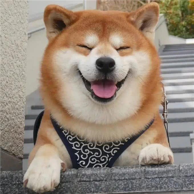 狗狗美食指南：揭秘宠物餐桌上的秘密，让你的爱犬吃得更健康!