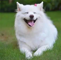 狗狗美食指南：揭秘宠物餐桌上的秘密，让你的爱犬吃得更健康!