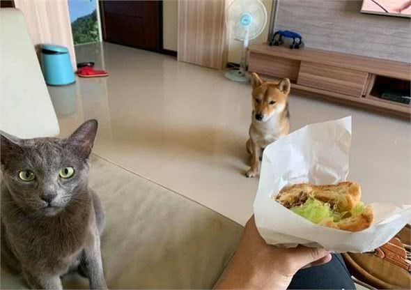 猫咪抢狗狗的狗粮，狗狗毫不客气下嘴警告，但猫咪却依旧坚持偷吃