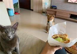 猫咪抢狗狗的狗粮，狗狗毫不客气下嘴警告，但猫咪却依旧坚持偷吃