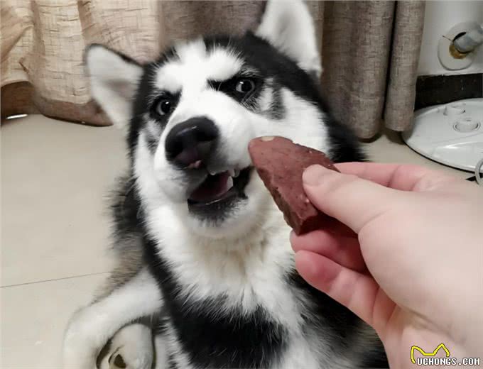 狗狗不爱吃饭了?别慌，看看这4个厌食黑手及应对策略!