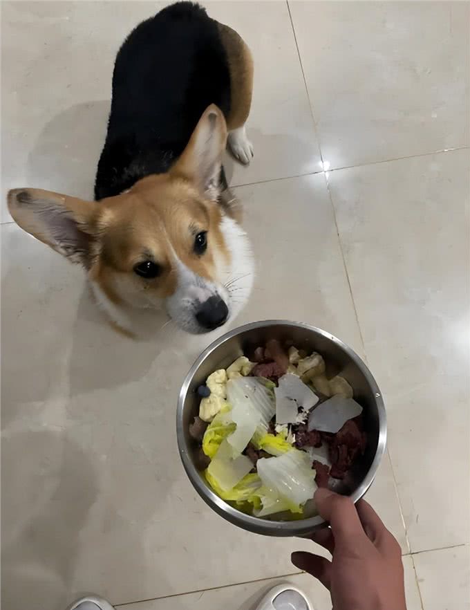 狗狗不爱吃饭了?别慌，看看这4个厌食黑手及应对策略!