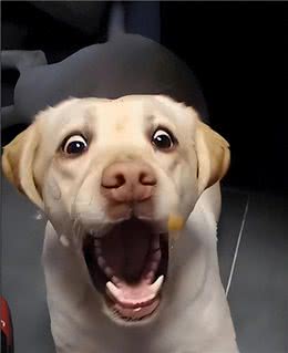 狗狗不爱吃饭了?别慌，看看这4个厌食黑手及应对策略!