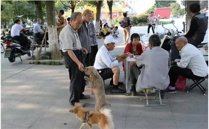 闲话养狗:我们宝应和许多地方一样，有养狗的传统和习惯