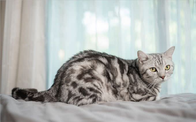 美短猫和英短猫哪个更出色?看了才知道，相差甚远