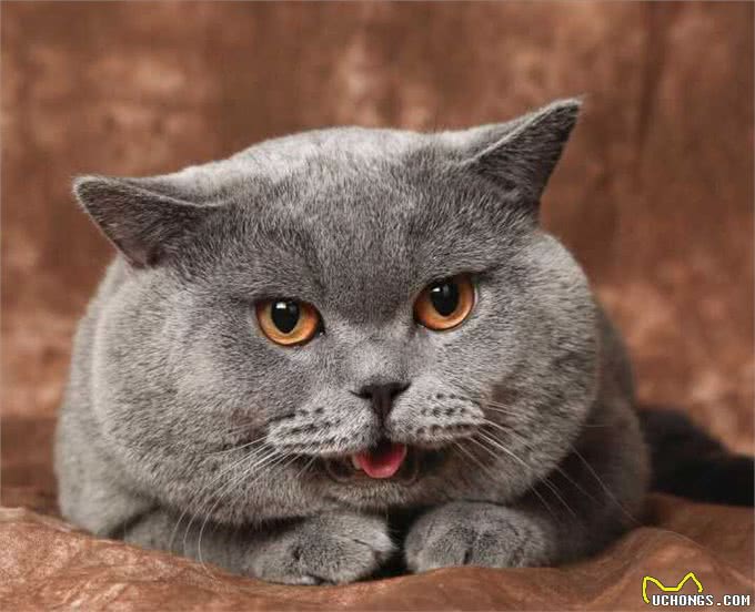 美短猫和英短猫哪个更出色?看了才知道，相差甚远