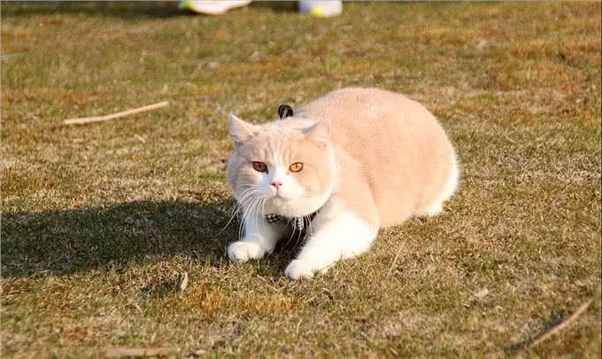 美短猫和英短猫哪个更出色?看了才知道，相差甚远