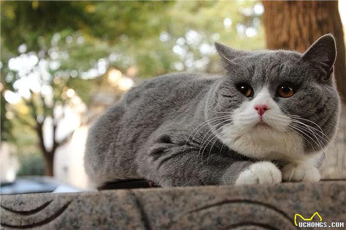 美短猫和英短猫哪个更出色?看了才知道，相差甚远