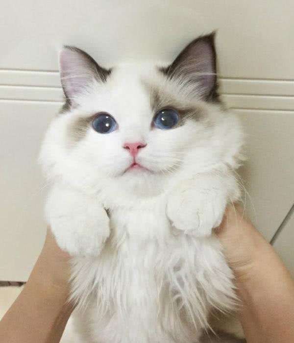 新手养猫前需要了解些什么?
