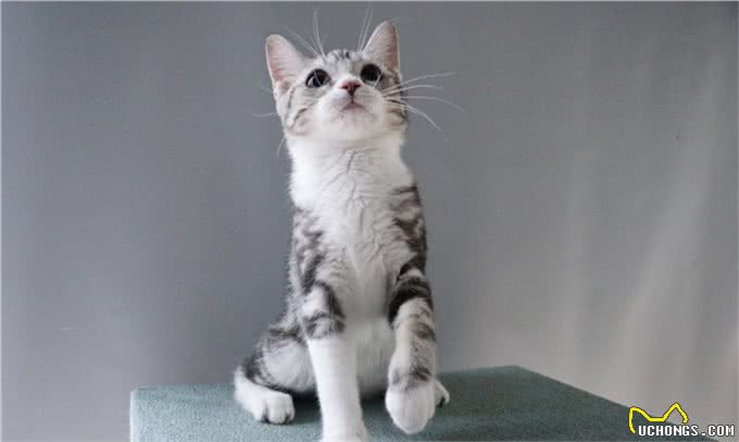 新手养猫前需要了解些什么?