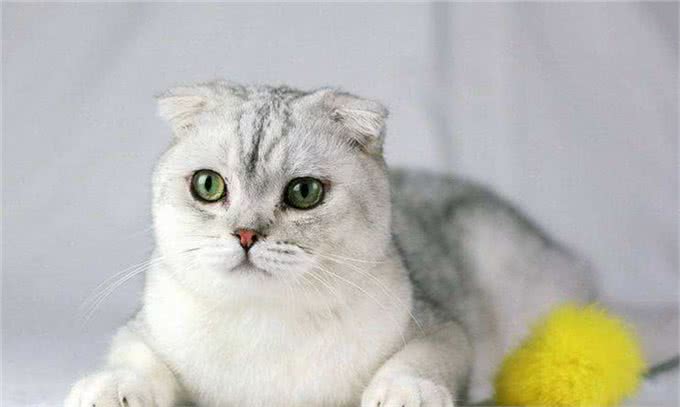 新手养猫前需要了解些什么?