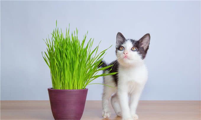 新手养猫前需要了解些什么?