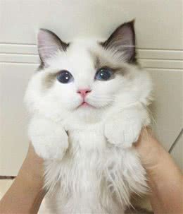 新手养猫前需要了解些什么?