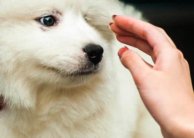 如果我们家狗狗害羞，敏感和具有攻击性，那么主人该如何训练它?