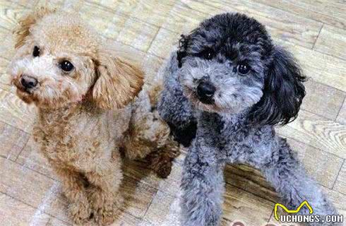 每天陪你的贵宾犬-泰迪，殊不知它的智商有多高，一起来看看吧